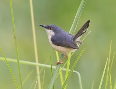 Foto de Ashy Prinia (Prinia socialis)