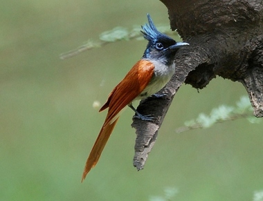 Foto de Asian Paradise Flycatcher (Terpsiphone paradisi)