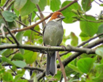 Foto de Atlapetes Orejirrufo (Atlapetes rufinucha)