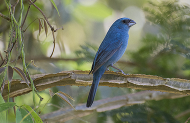 Foto de Azulinho (Cyanoloxia glaucocaerulea)