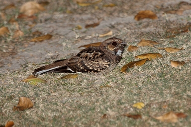 Foto de Bacurau (Nyctidromus albicollis)