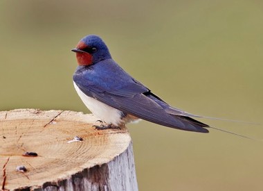 Foto de Barn Swallow (Hirundo rustica)