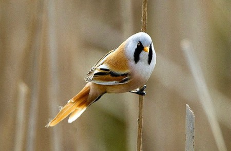Foto de Bearded Tit (Panurus biarmicus)