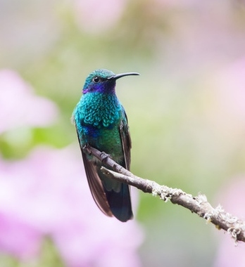 Foto de Beija-Flor-Violeta (Colibri serrirostris)