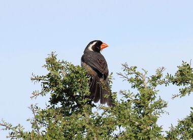 Foto de Bico Duro (Oryzoborus maximiliani)