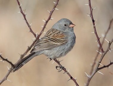 Foto de Black Chinned Sparrow (Spizella atrogularis)