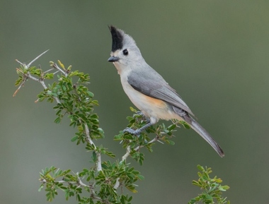 Foto de Black Crested Titmouse (Baeolophus atricristatus)
