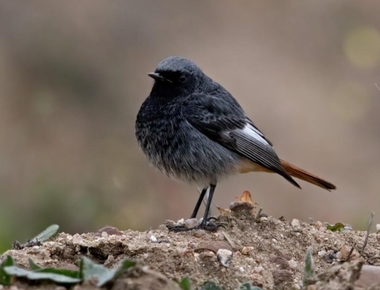 Foto de Black Redstart (Phoenicurus ochruros)