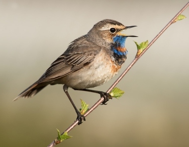 Foto de Bluethroat (Luscinia svecica)