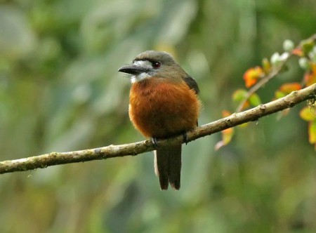 Foto de Buco Cariblanco (Notharchus hyperrhynchus)