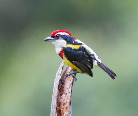 Foto de Cabezón de Loreto (Pachyramphus minor)