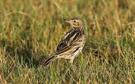 Foto de Cachirla Común (Anthus correndera)