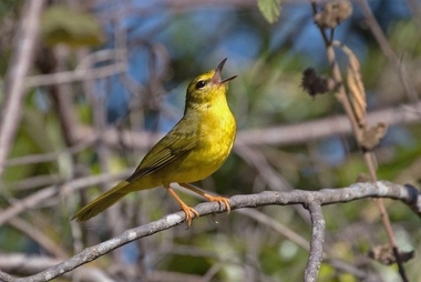 Foto de Canário-do-Mato (Myiothlypis flaveola)