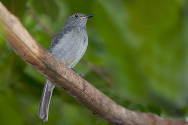 Foto de Capitão do Mato (Thamnophilus pelzelni)