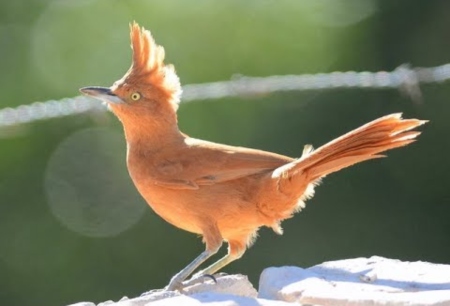 Foto de Casaca de Couro (Pseudoseisura cristata)
