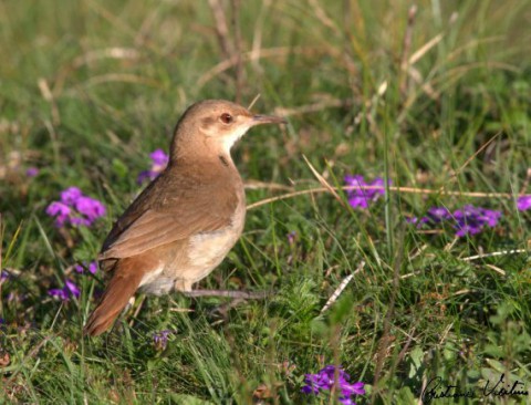 Foto de Caserita (Phacellodomus striaticollis)