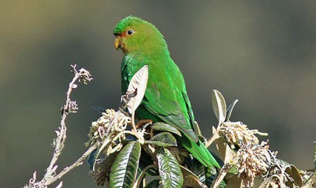 Foto de Catita Frentirrufa (Bolborhynchus ferrugineifrons)