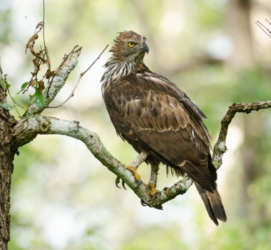 Foto de Changeable Hawk Eagle (Nisaetus cirrhatus)