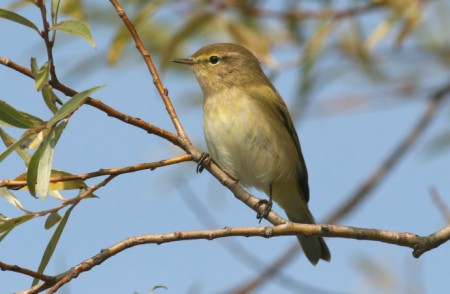 Foto de Chiffchaff (Phylloscopus collybita)