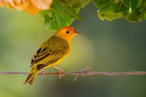 Foto de Chirigüe Azafranado (Sicalis luteola)