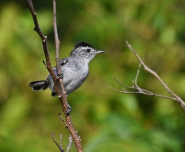 Foto de Chorozinho da Caatinga (Herpsilochmus sellowi)