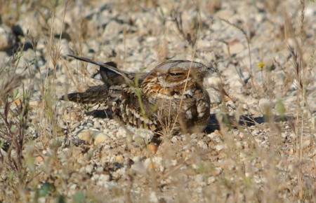 Foto de Chotacabras Chico (Setopagis parvula)