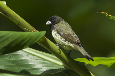 Foto de Coleiro Baiano (Sporophila nigricollis)