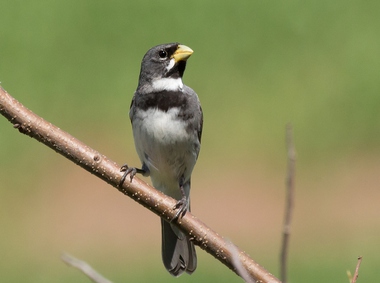 Foto de Coleiro (Sporophila collaris)