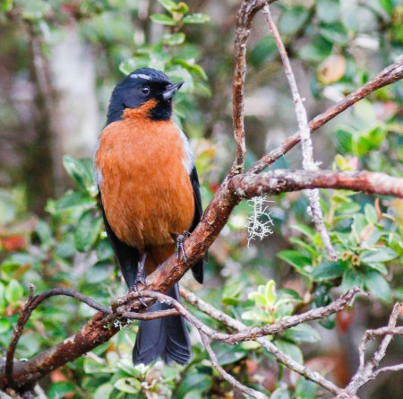 Foto de Comesebo Negro (Diglossa humeralis)