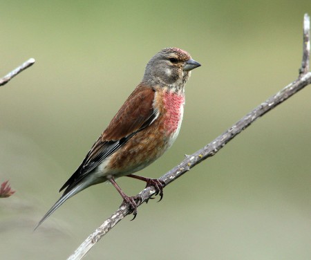 Foto de Common Linnet (Linaria cannabina)