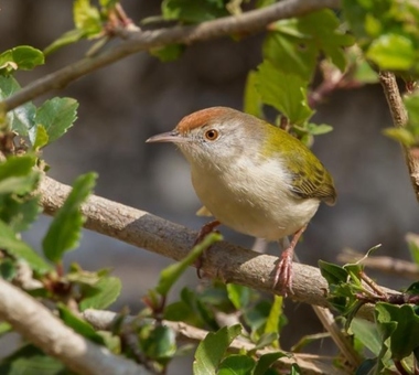 Foto de Common Tailorbird (Orthotomus sutorius)