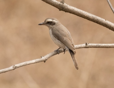 Foto de Common Woodshrike (Tephrodornis pondicerianus)