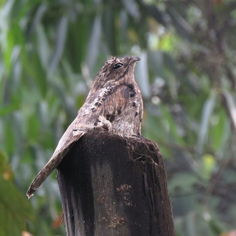 Foto de Común Biemparado (Systellura longirostris)
