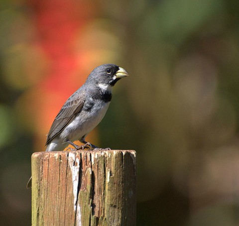 Foto de Corbatita Común (Sporophila caerulescens)