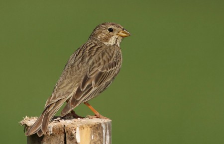Foto de Corn Bunting (Emberiza calandra)