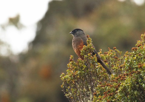 Foto de Cotinga Buchicastaña (Cotinga subcristata)