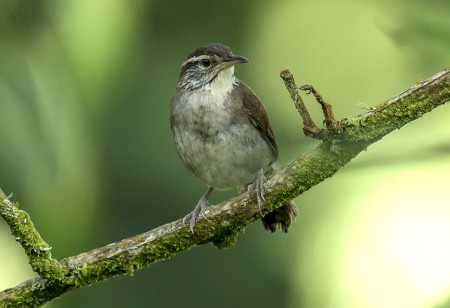 Foto de Cucarachero de Nicéforo (Thryophilus nicefori)