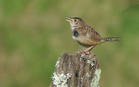 Foto de Cucarachero Sabanero (Cistothorus platensis)