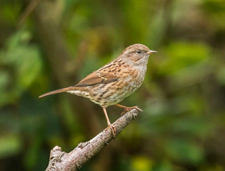 Foto de Dunnock (Prunella modularis)