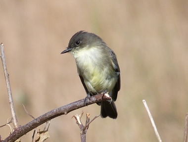 Foto de Eastern Phoebe (Sayornis phoebe)