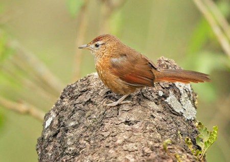 Foto de Espinero Serrano (Phacellodomus sibilatrix)