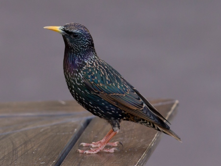 Foto de Estornino Pinto (Sturnus vulgaris)