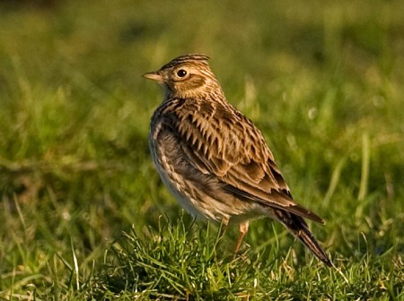 Foto de Eurasian Skylark (Alauda arvensis)