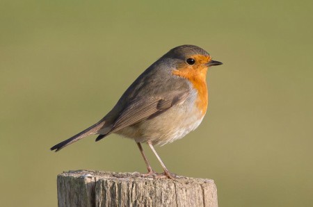 Foto de European Robin (Erithacus rubecula)