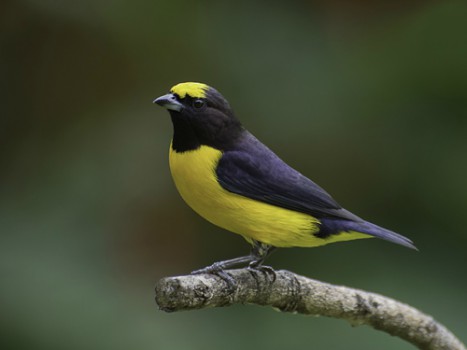 Foto de Fim-Fim (Euphonia chlorotica)