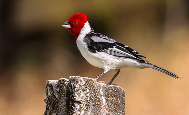 Foto de Galo de Campina (Paroaria dominicana)