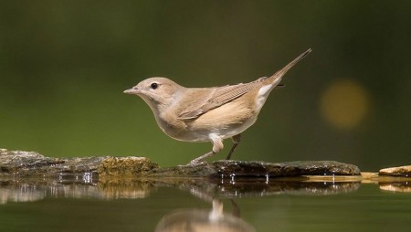 Foto de Garden Warbler (Sylvia borin)