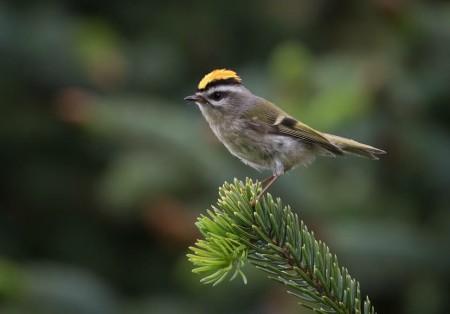 Foto de Golden-Crowned Kinglet (Regulus satrapa)
