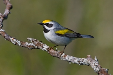 Foto de Golden Winged Warbler (Vermivora chrysoptera)