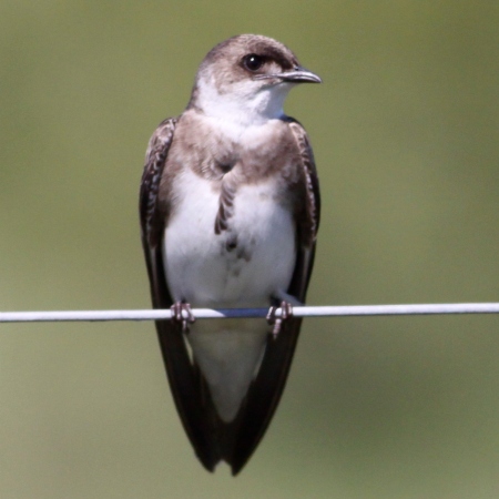 Foto de Golondrina Parda (Progne tapera)